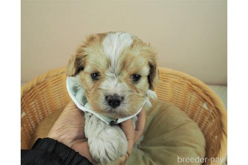 成約済の埼玉県のミックス犬-161209の5枚目